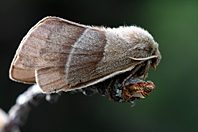 Macrothylacia rubi Macrothylacia rubi